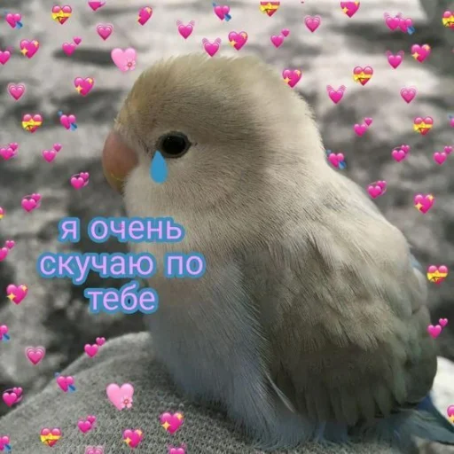 😥 Стикер «Cute Parrots Meme» для Telegram
