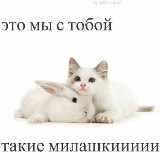 💞 Стикер «?`cute pics!!» для Telegram