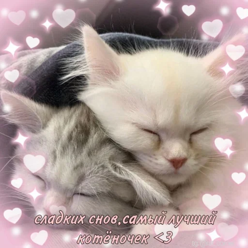 💞 Стикер «?`cute pics!!» для Telegram