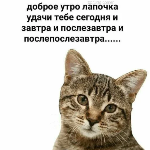 💞 Стикер «?`cute pics!!» для Telegram