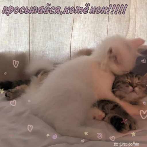 💞 Стикер «?`cute pics!!» для Telegram