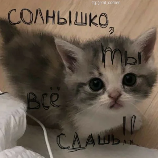 💞 Стикер «?`cute pics!!» для Telegram