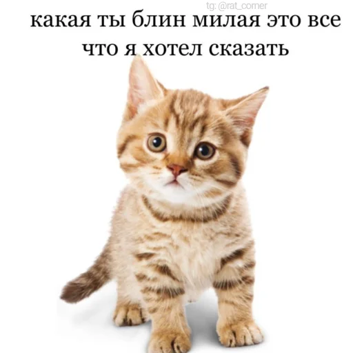 💞 Стикер «?`cute pics!!» для Telegram
