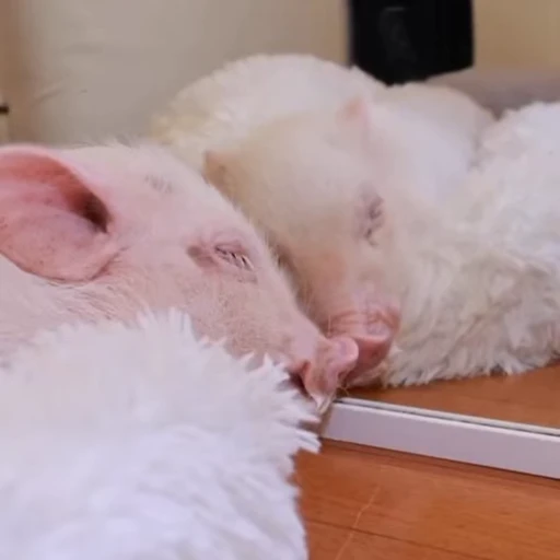 🐽 Стикер «Pigs» для Telegram