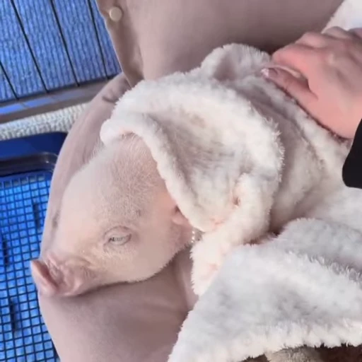 🐽 Стикер «Pigs» для Telegram