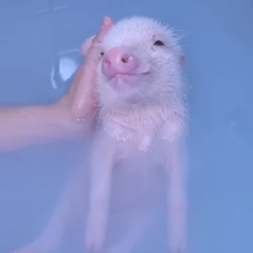 🐽 Стикер «Pigs» для Telegram