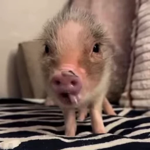 🐽 Стикер «Pigs» для Telegram