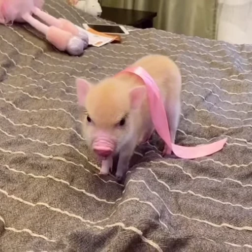 🐽 Стикер «Pigs» для Telegram