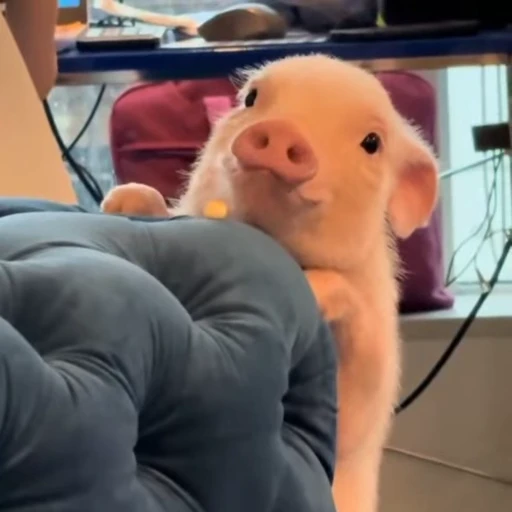 🐽 Стикер «Pigs» для Telegram
