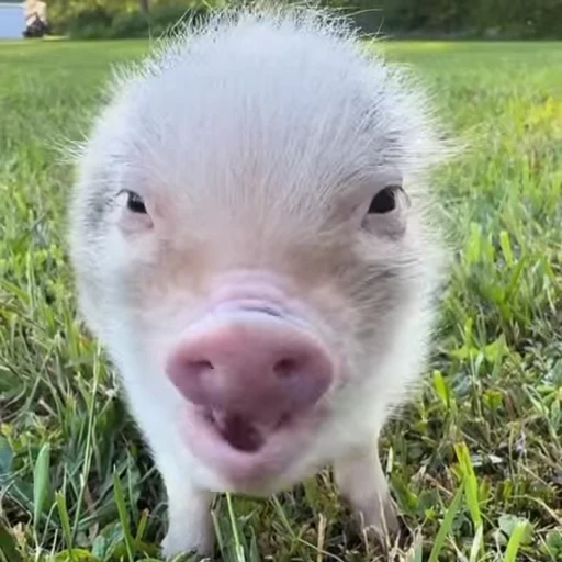 Стикерпак Pigs для Telegram