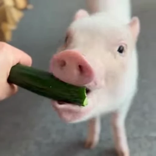 🐽 Стикер «Pigs» для Telegram
