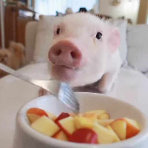 🐽 Стикер «Pigs» для Telegram