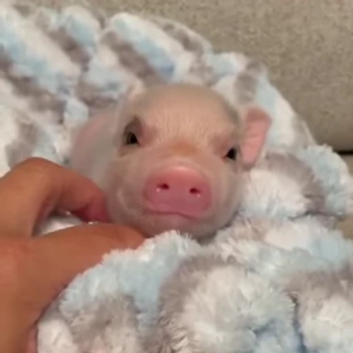 🐽 Стикер «Pigs» для Telegram