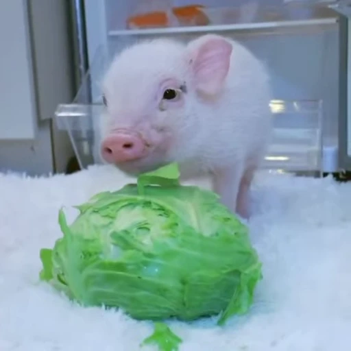 🐽 Стикер «Pigs» для Telegram