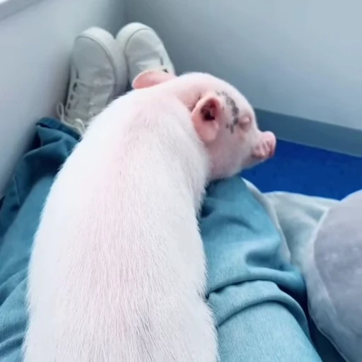 🐽 Стикер «Pigs» для Telegram