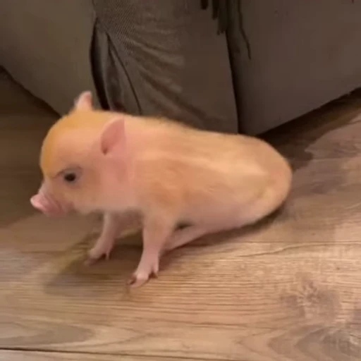 🐽 Стикер «Pigs» для Telegram