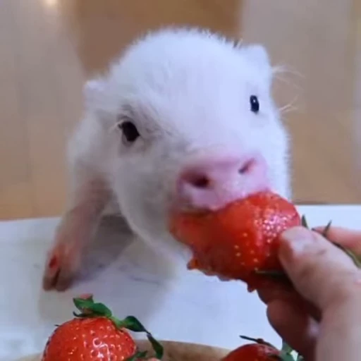 🐽 Стикер «Pigs» для Telegram