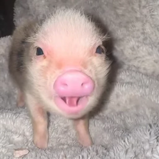 🐽 Стикер «Pigs» для Telegram