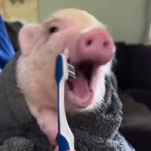 🐽 Стикер «Pigs» для Telegram