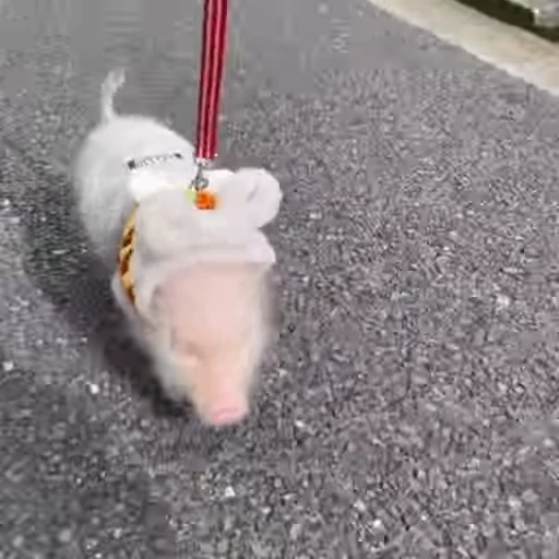 🐽 Стикер «Pigs» для Telegram