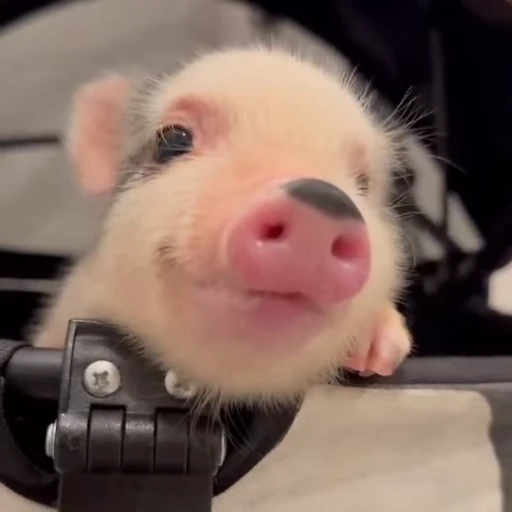 🐽 Стикер «Pigs» для Telegram