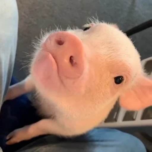 🐽 Стикер «Pigs» для Telegram