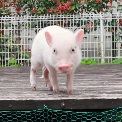 🐽 Стикер «Pigs» для Telegram