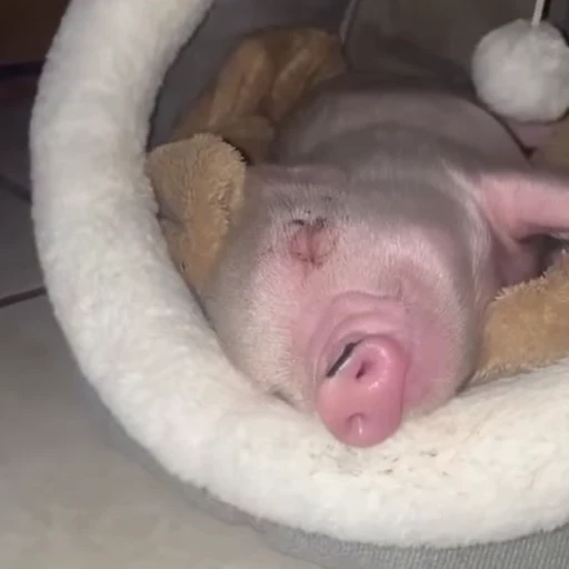 🐽 Стикер «Pigs» для Telegram