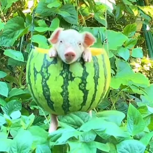 🐽 Стикер «Pigs» для Telegram