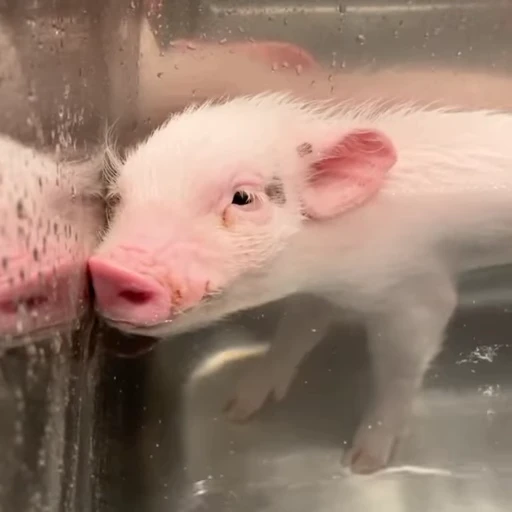 🐽 Стикер «Pigs» для Telegram