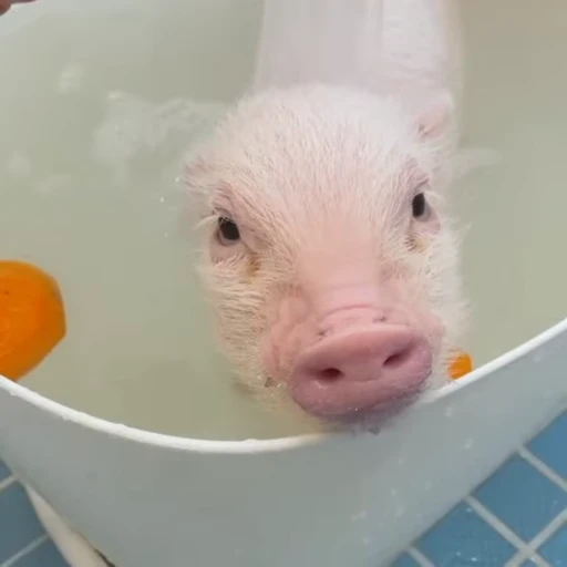 🐽 Стикер «Pigs» для Telegram