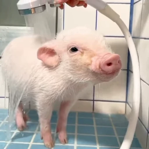 🐽 Стикер «Pigs» для Telegram