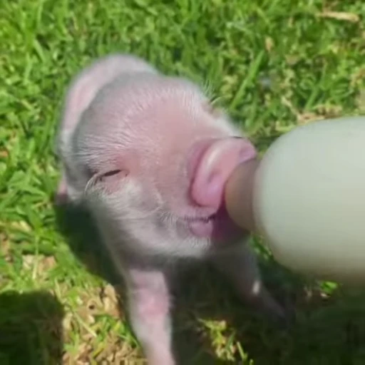 🐽 Стикер «Pigs» для Telegram
