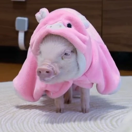 🐽 Стикер «Pigs» для Telegram
