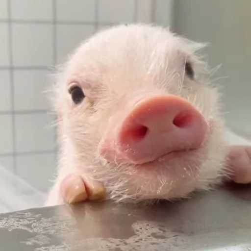 🐽 Стикер «Pigs» для Telegram