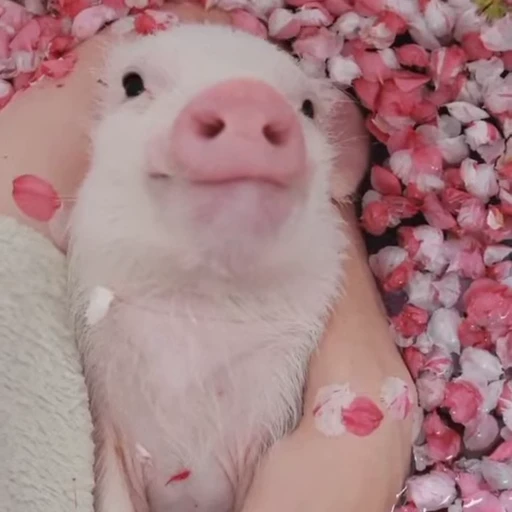 🐽 Стикер «Pigs» для Telegram
