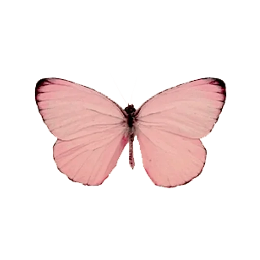 🦋 Стикер «cute pink» для Telegram