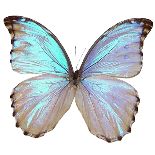 🦋 Стикер «cute pink» для Telegram