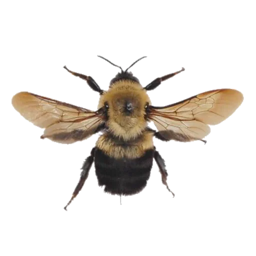 🐝 Стикер «cute vibe» для Telegram