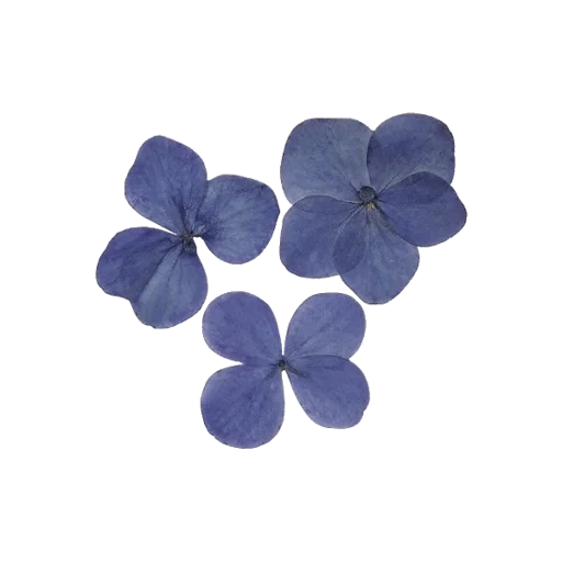 🌼 Стикер «cute vibe» для Telegram