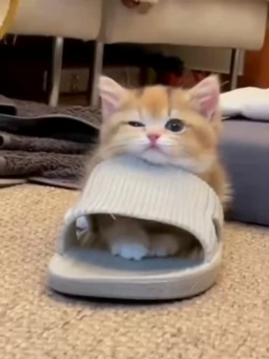 😉 Стикер «Cutest memes» для Telegram