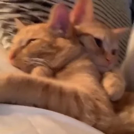 🫂 Стикер «Cutest memes» для Telegram