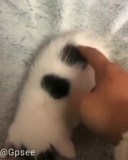🤍 Стикер «Cutest memes» для Telegram