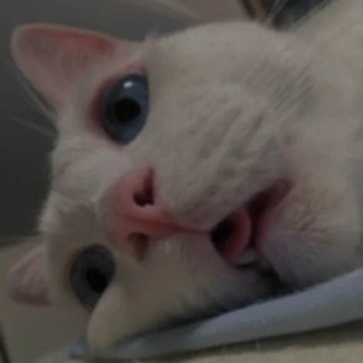 💗 Стикер «cutie cat» для Telegram