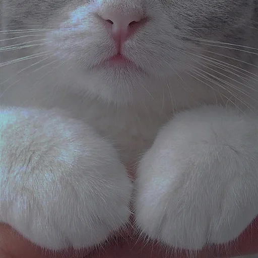 💗 Стикер «cutie cat» для Telegram