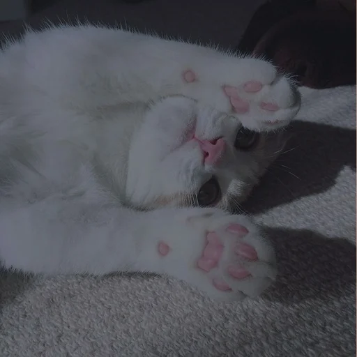 💗 Стикер «cutie cat» для Telegram