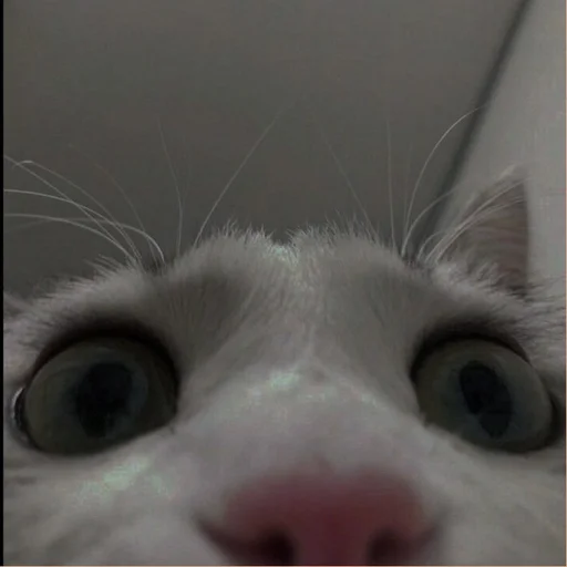 💗 Стикер «cutie cat» для Telegram