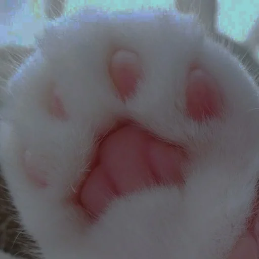 💗 Стикер «cutie cat» для Telegram