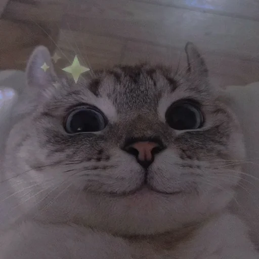 Стикерпак cutie cat для Telegram