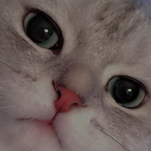 💗 Стикер «cutie cat» для Telegram